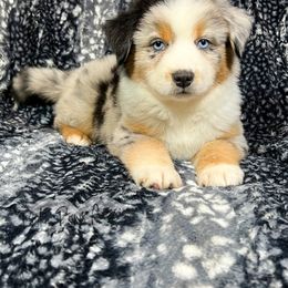 Miniature Australian Shepherd and Toy Australian Shepherd Puppies from Pistol Paws Aussies