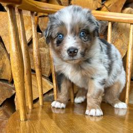 Jack - Blue merle male Australian Shepherd puppy in Hillsboro, Oregon from A&D Australian Shepherds