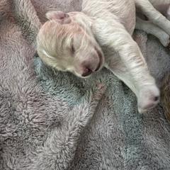 Goldendoodle Puppies from Native Ranch Puppies