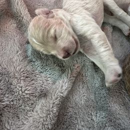 Goldendoodle Puppies from Native Ranch Puppies