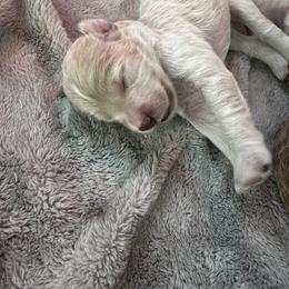 Goldendoodle Puppies from Native Ranch Puppies