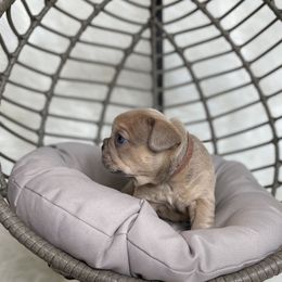 French Bulldog Puppies from Cuddlebug Frenchies