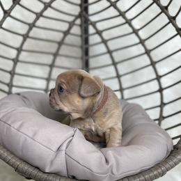 French Bulldog Puppies from Cuddlebug Frenchies