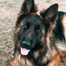 Buklija - German Shepherd