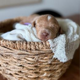 Lyric purple collar - Apricot female Goldendoodle puppy in Queen Creek, Arizona from Sunny Doodles