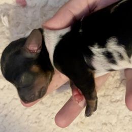 Dachshunds from LeighAnne's Dachshunds