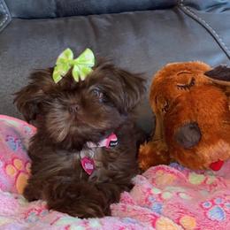 Shih Tzu Puppies from Savage Elegance Texas
