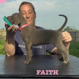 Faith - Blue female Great Dane puppy in Edwardsville, Illinois from Giants and Munchkins