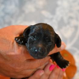 Birdie - Black and cream female Dachshund puppy in Guthrie, Kentucky from Triple T Dachshunds