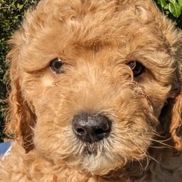 Cavapoos and Goldendoodles from Daisy's Doodle Den