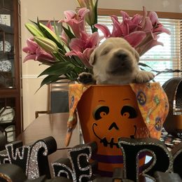 Golden Retriever Puppies from Tupelo Honey Farm's Golden Retrievers