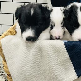 Shetland Sheepdog Puppies from Southern Charm Sheltie Farm