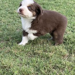 Boy 2 - Red Australian Shepherd puppy in Blum, Texas from 4P Poteet Farms
