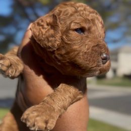 Saint Nicholas - Red  male Poodle puppy in Corona, California from Garden Of Poodles