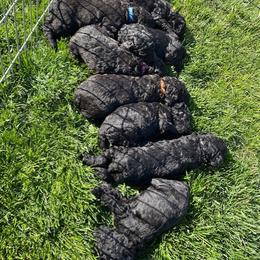 Poodle Puppies from Stunningly Sweet Standards