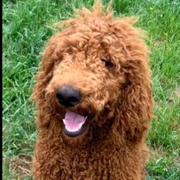 London - Poodle