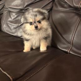 Oreo - Black and tan female Pomeranian puppy in Texas from Tiny Tornado Poms