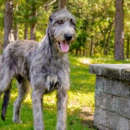 Irish Wolfhounds from Steppin'wolf Irish Wolfhounds