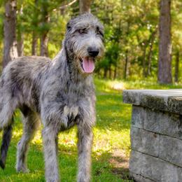 Irish Wolfhounds from Steppin'wolf Irish Wolfhounds