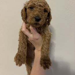 Poodle Puppies from Lady Mae's Standard Poodles
