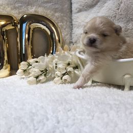 Pomeranian Puppies from JD Poms