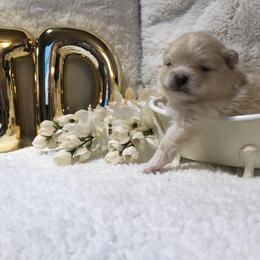 Pomeranian Puppies from JD Poms