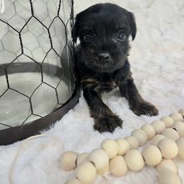 Boy 1 - Parti male Yorkshire Terrier puppy in Wellington, Colorado from Northern Colorado Yorkies
