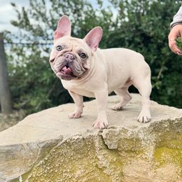 French Bulldogs, Maltipoos, and Pomeranians from Baddies Only