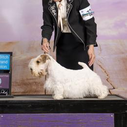 Franci - Sealyham Terrier