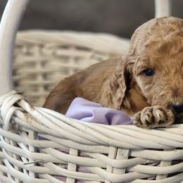 Goldendoodles and Mastiffs from Diana's Puppies