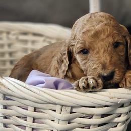 Goldendoodles and Mastiffs from Diana's Puppies