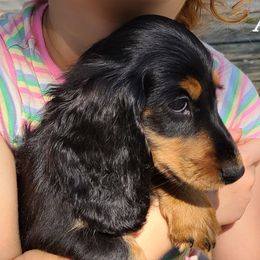 Dachshund Puppies from Tip O The Lekes Dachshunds