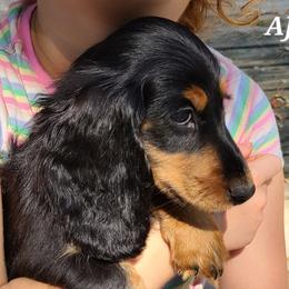 Dachshund Puppies from Tip O The Lekes Dachshunds