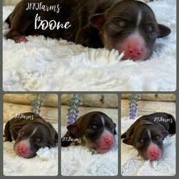 5 - Boone - Red tri-color male Miniature American Shepherd puppy in Huntington, Texas from JKKJ Farms