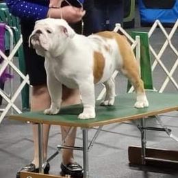 Billie - Bulldog