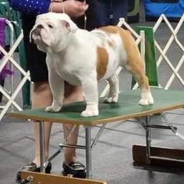 Billie - Bulldog