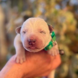 Gerald - Blue mottled male Australian Cattle Dog puppy in Sahuarita, Arizona from A2 Australian Cattle Dogs