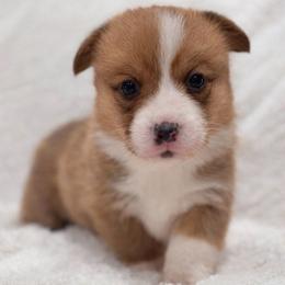 Nash - Red male Pembroke Welsh Corgi puppy in Beggs, Oklahoma from Blue Diamond Corgi’s