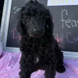 Yellow - Poodle puppy from Grandview Farm