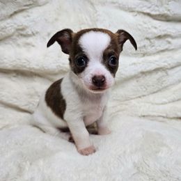 Pugsley - Chocolate and white male Chihuahua puppy in El Paso, Texas from JVJ Chihuahua