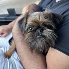 Rose - Brussels Griffon