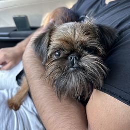 Rose - Brussels Griffon