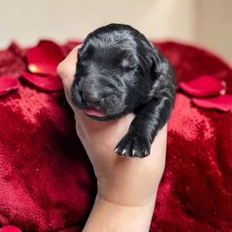 Cannoli - Black female German Shepherd puppy in Oakland, Oregon from VHM German Shepherds