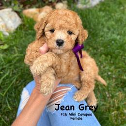 Bernedoodle, Cavapoo, Goldendoodle, and Poodle Puppies from Gypsi Doodles & Poodles