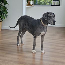 Vixen - Merle female Great Dane puppy in Walker, Louisiana from La Rebel Danes