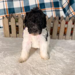 Wonder Woman - Black and white female Bernedoodle puppy in Luana, Iowa from Country View Bernedoodles and Goldendoodles
