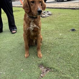 Beau (Bo) - Golden Retriever