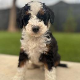 Mr. Green - Black tri-color male Aussiedoodle puppy in San Antonio, Texas from Lovable Doodles SA