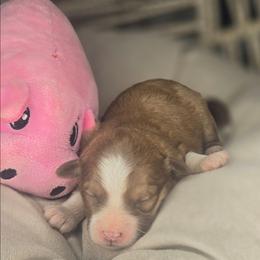 Samantha - Sable female Aussiedoodle puppy in Lincoln, California from Pasta Puppies Doodles