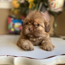 Girl 2 - Gold female Shih Tzu puppy in Troy, Michigan from "Shihtzu Best Friend"